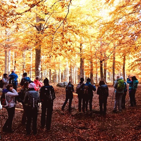 Là dove gli alberi toccano il cielo