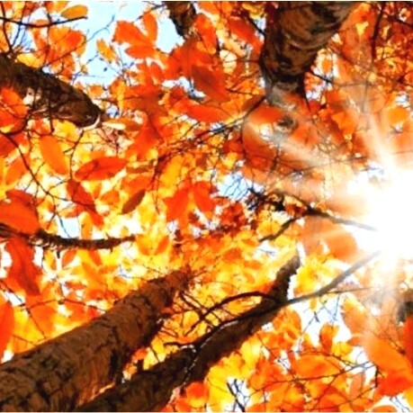 Là dove gli alberi toccano il cielo
