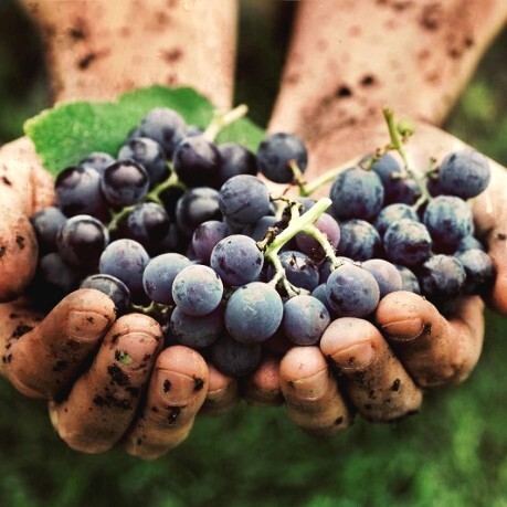 Maestri in vigna _la vendemmia-